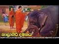 නාලාගිරි දමනය කවි බණ |   Nalagiri Hasthirajaya  Damanaya Kala Budu Radun | Kavi Bana