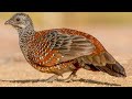 Painted spurfowl (Galloperdix lunulata) -  Male singing