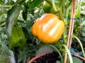 Topsy Turvy, Garden Containers, Upside Down Pots, Growing Tomatoes, Peppers & Herbs Update 5