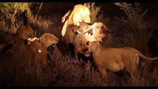 Incredible Male Lions & Pride Hunt a Big Buffalo! (Tintswalo Males & Mbiri Pride)