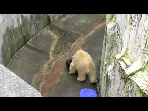 ホッキョクグマ 熱中時代（円山動物園）