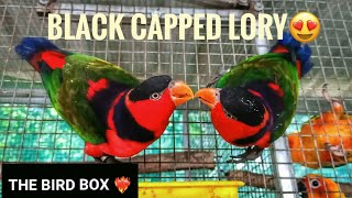 Black Capped Loryabout Black Capped Lory In Malayalam