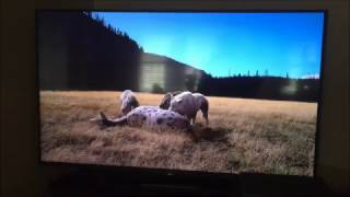Ice Age Giants Direwolf Vs Sabertooth