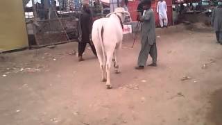 Azizabad Cow 2014
