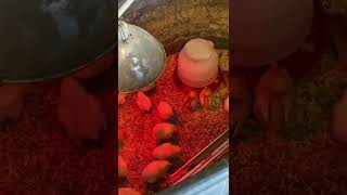 Too Hot? Too Cold? Just Right 🐣 How To Tell Your Chicks Heat Lamp Is Perfect. #shorts