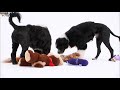 DOGS 101 - Portuguese Water Dog [ENG]