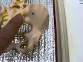 さいたま市腰痛の原因症状解消ストレッチ!挫骨神経痛、肩こり