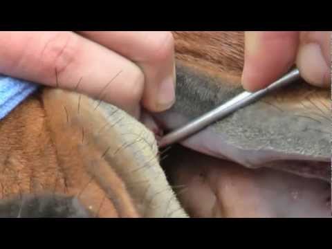Castration clinic using the Henderson - YouTube