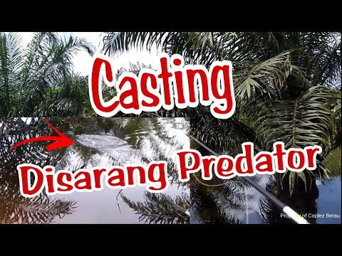 CASTING DIPERKEBUNAN SAWIT || SNAKEHEAD FISH || Vlog Fishing Berau