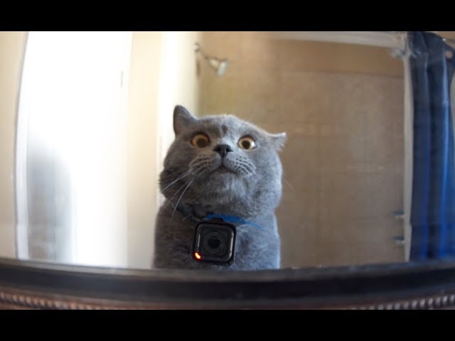 The Vlogging Cat - Video