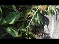 Video Nikon D3200 pt 3 (Aquia Landing Harbor)