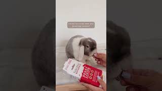 How To Prevent Flystrike In Rabbits Petcare Bunny Care Pet Health