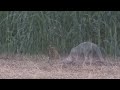 Fox Mates In Wild Mating Close Up images Fox Mates In Wild Mating Close Up