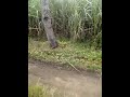Skodeng Penari Tiang images Skodeng Penari Tiang