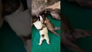 Breastfeed Time! Nyusu with Mamak Bibi n 5 New Cute French Bulldog Babies 😍😍😍 #p
