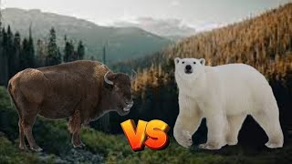 Bison Vs Polar Bear I Animal Deathmatch Battles S1-Spore-
