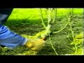 Botanica - Potatura del pesco