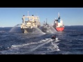 Nisshin Maru Boxes Bob Barker Between Itself and Fuel Tanker, Causes Multiple Collisions