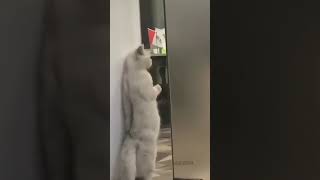 Kucing Ini Ketahuan Ngintip Reaksinya Bikin Ngakak