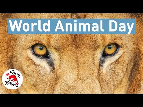 HAPPY WORLD ANIMAL DAY 2024 HAPPY WORLD ANIMAL DAY 2024