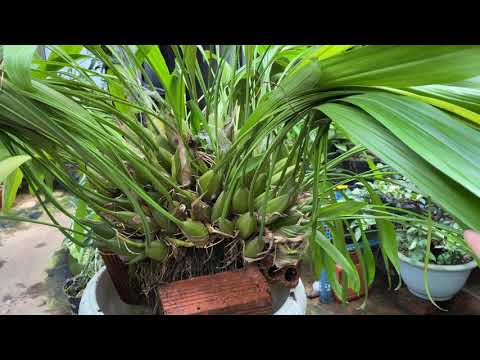 Thanh đạm 3 gân đác nở thơm nức