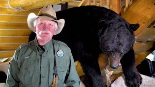Cabin Stories of Estes Park Outfitters: Big Black Bear