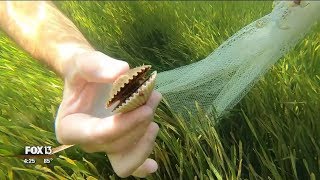 Scalloping with River Adventure Tours