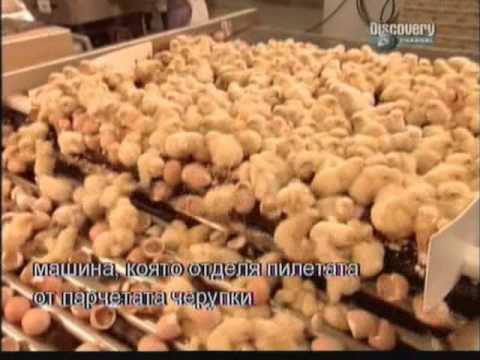 How it's made - Mass production chicken fabric chicken factory