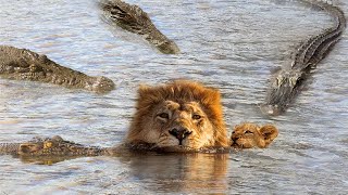 Omg Swimming Lions Family Was Suddenly Attack By Group Of Crocodile Too Brutally - Harsh Wild Life