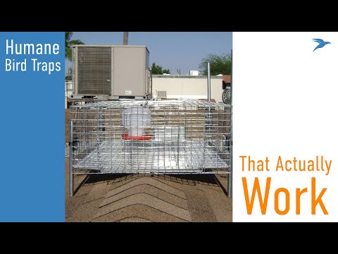 Bird Traps