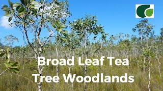 Broad Leaf Tea Tree Woodlands Everything You Need To Know