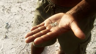 The White Diamond: Welcome To The Amazon Rainforest