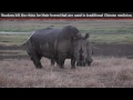 Rhinoceros - Fun Facts