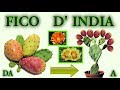fai nascere una piantina di fico d india a costo zero,, fig of india, figue, hig