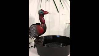 Spitting Turkey