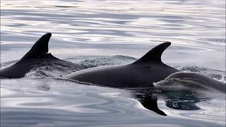 Adopt a Dolphin update January 2020
