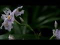 Beautiful Flowers - Fringed Iris