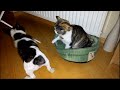 Pixel vs Cat - Third Epic Battle For Bed