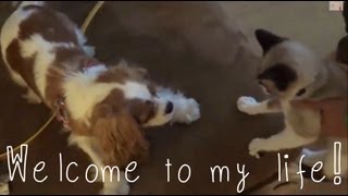 Watch Dani Welcome To My Life video