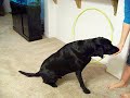 Black Lab Dog Tricks