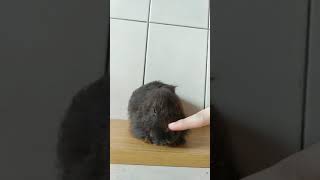 Boop Boop Bunny Tik Tok