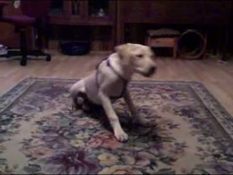Four Month old Labrador Puppy. yellow lab puppies sleeping. Four Month old Labrador Puppy.
