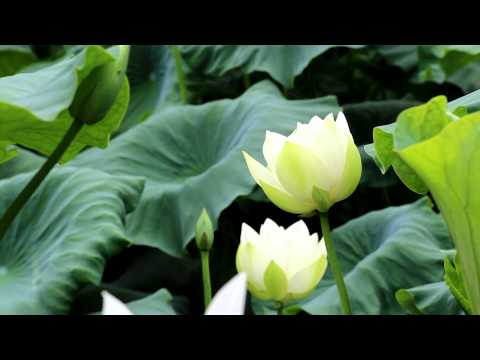 Lotus said you are very beautiful HD