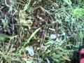 husqvarna weedeater