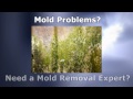Mold Removal in Washington DC, Baltimore MA, Richmond VA