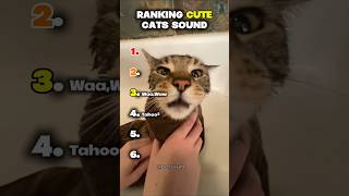 Ranking Cute Cats Sound