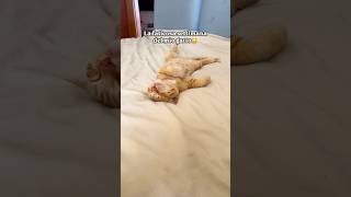 Chi Vuole Rinascere Gatto Di Casa?