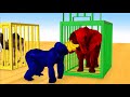 Learn Colors Learn Animal Name Sound Gorillas Nursery Rhymes and Cages Cartoon for Children