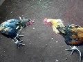 ตลาดไก่ชน