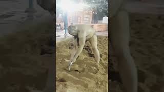 Desi Workout Power